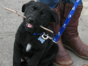 Support the ASPCA with Brooklyn Bark