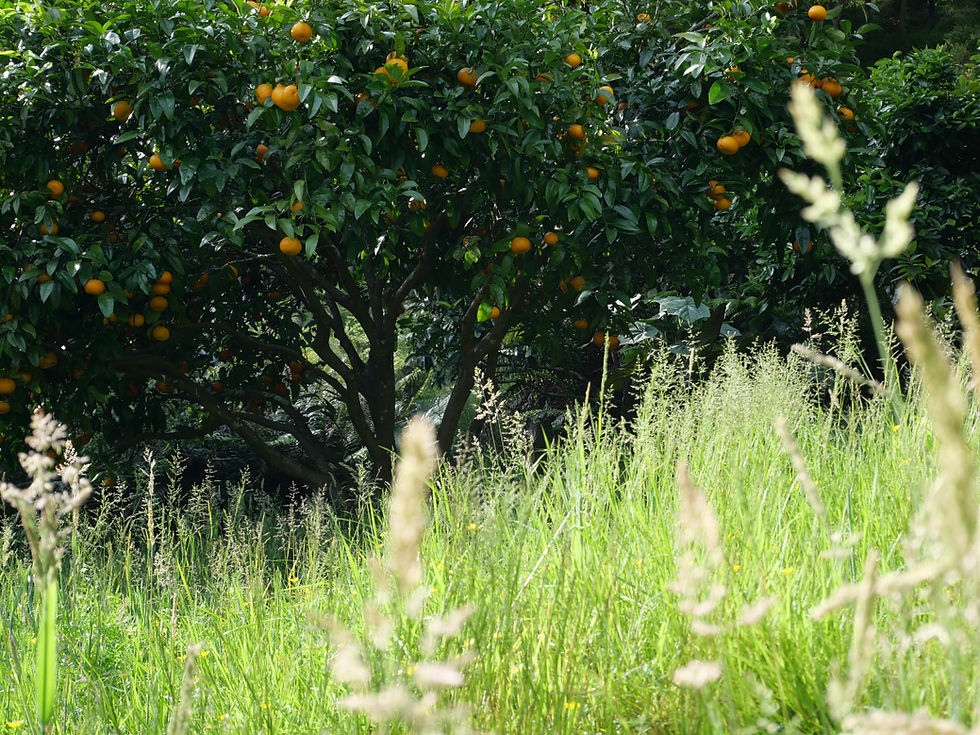 Orchard at onetai estate