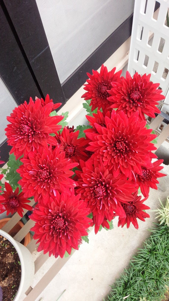 菊