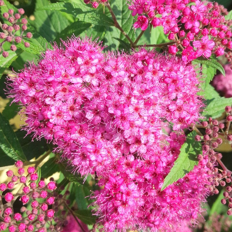 バーベナ