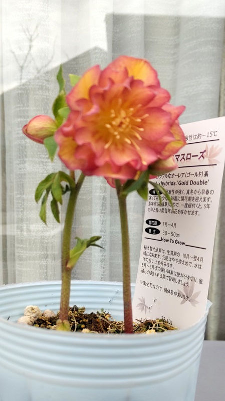ニューフェース
