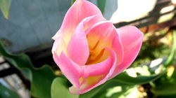 P1290715