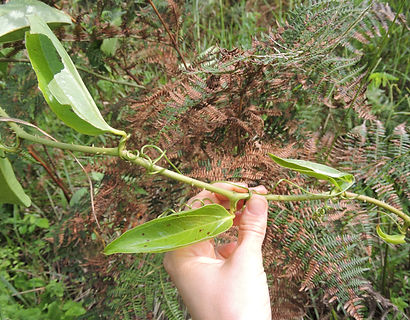Smilax.JPG