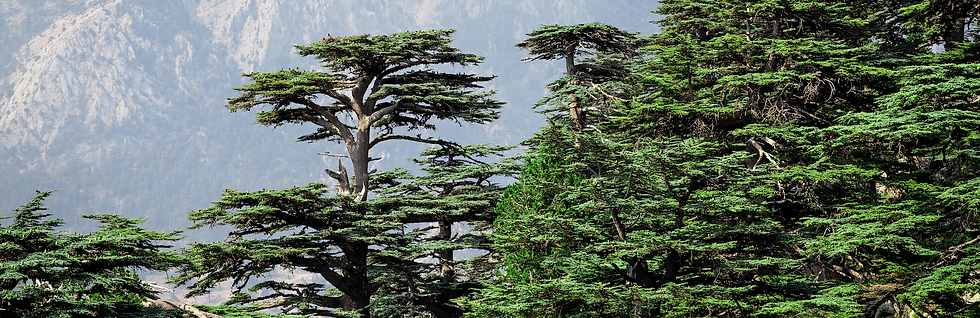 Screen Shot 2025-01-13 at 10.48.48 AM.png