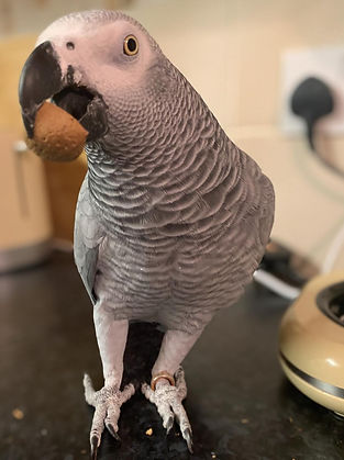 African grey parrots for sale (6).jpeg