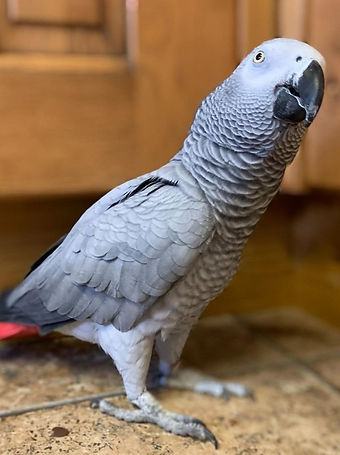African grey parrots for sale (1).jpeg