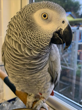 African grey parrots for sale (5).jpeg
