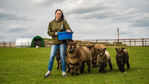 Charlotte Miller stood in a field surrounded by a flock of sheep