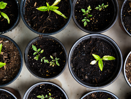 How to Start or Pivot to a Sustainable Business Model