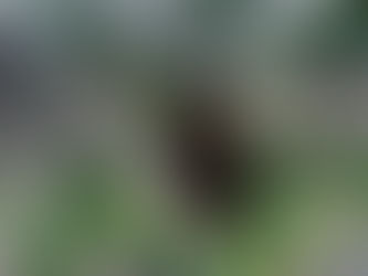 グリーンなお部屋に