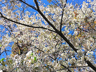 常磐公園の桜が満開です!