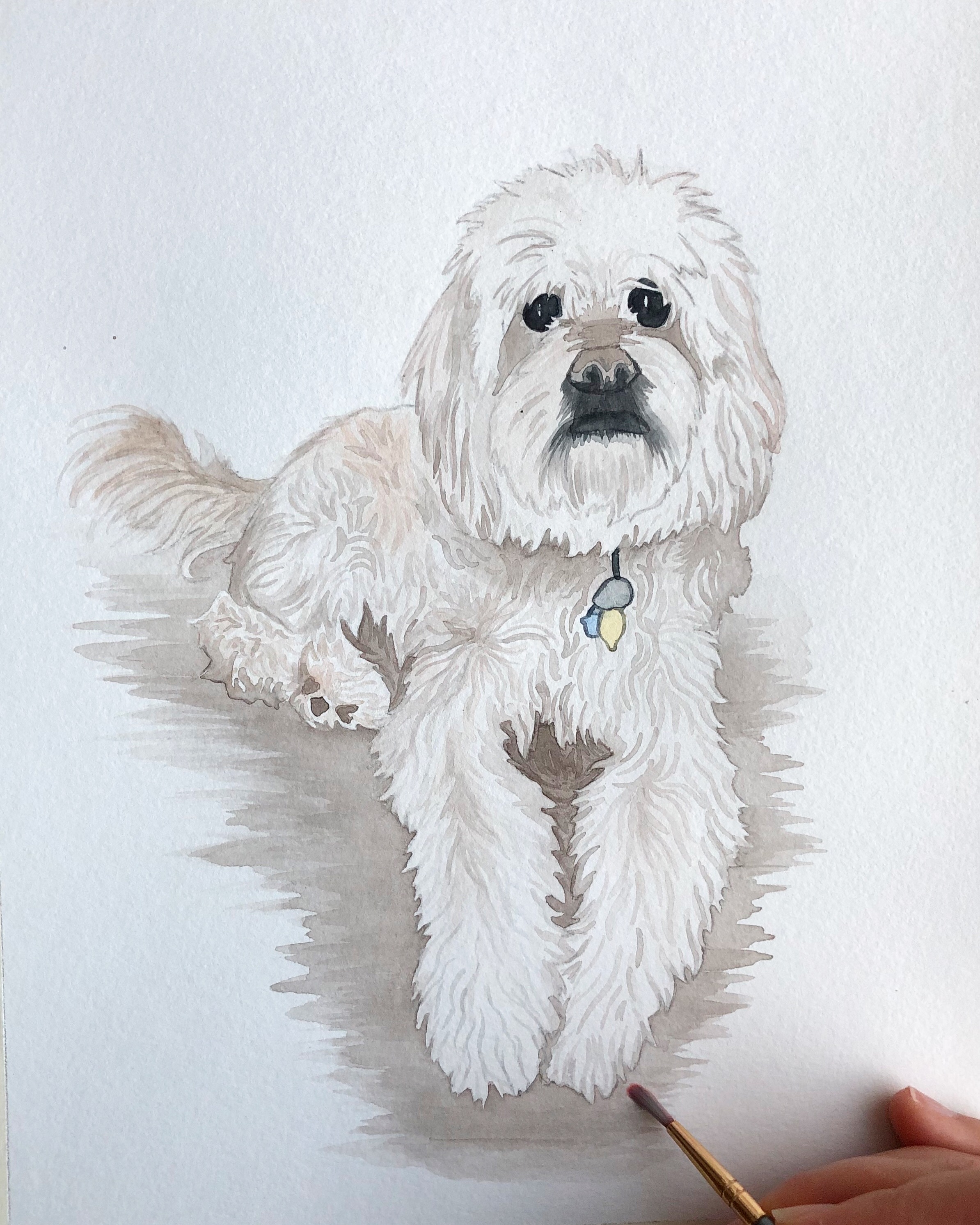Labradoodle