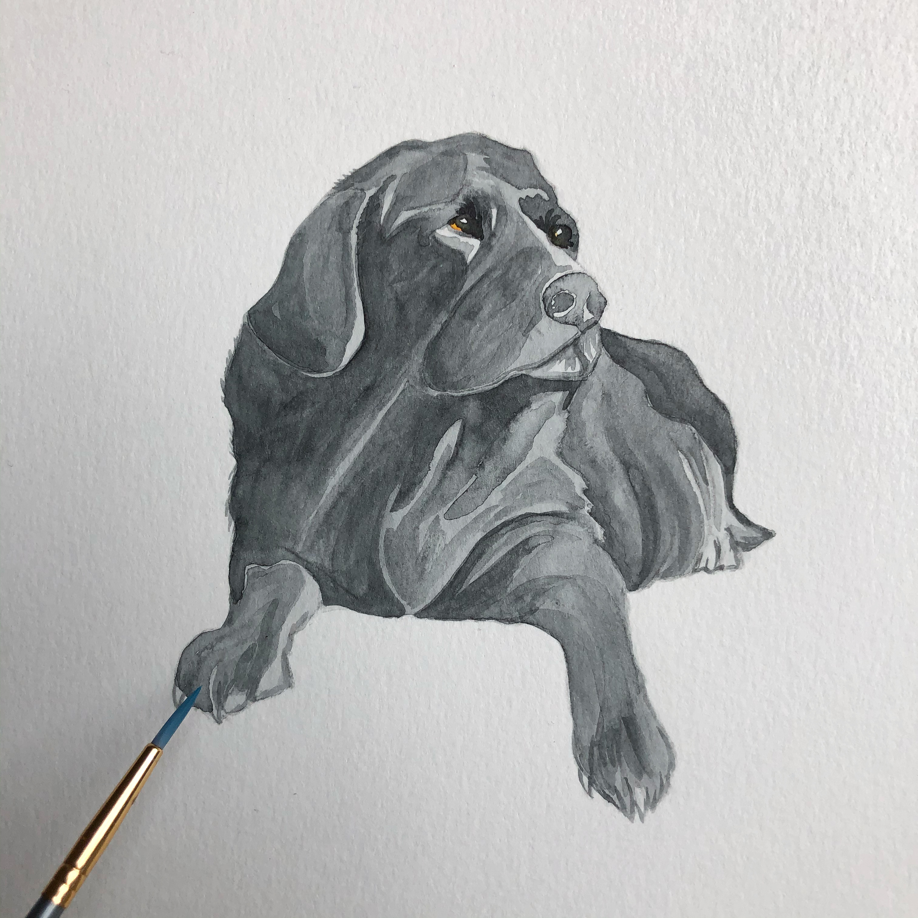 Black Lab Portrait