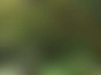 Am Tobelbach und auf dem Balzerberg im Westallgäu im Mai