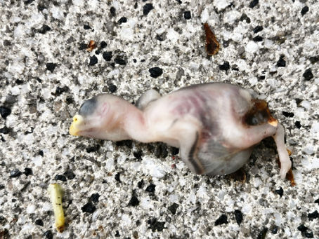 Die hungrigen jungen Stare und die Waldmistkäfer in Icking