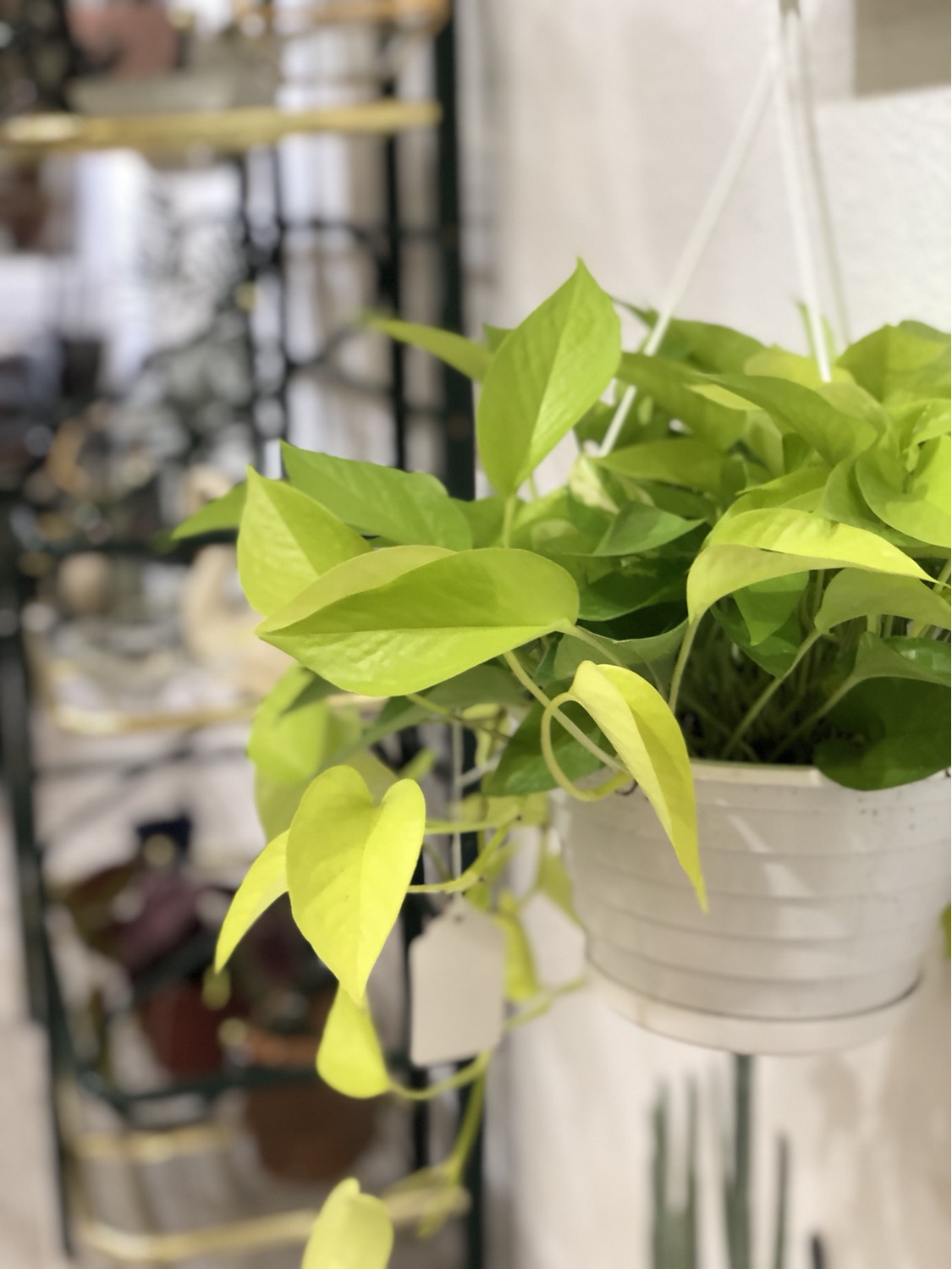 February Free Plant Swap!