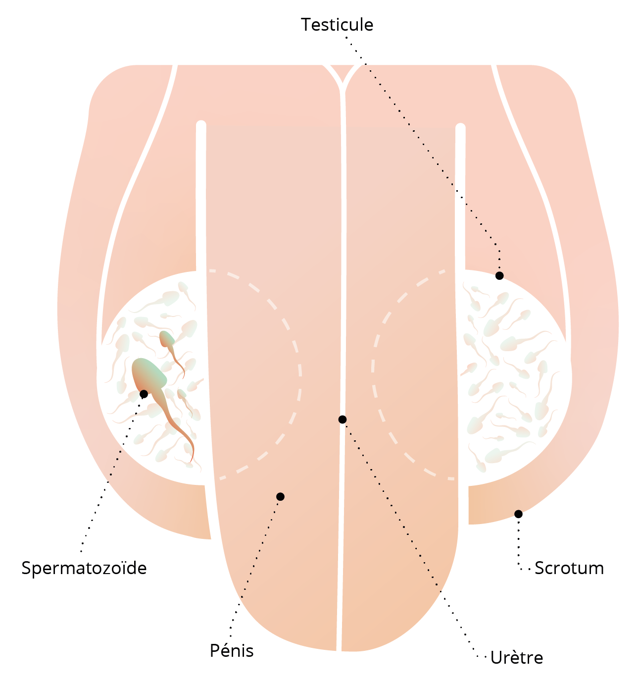 Organes génitaux internes masculin (détails)