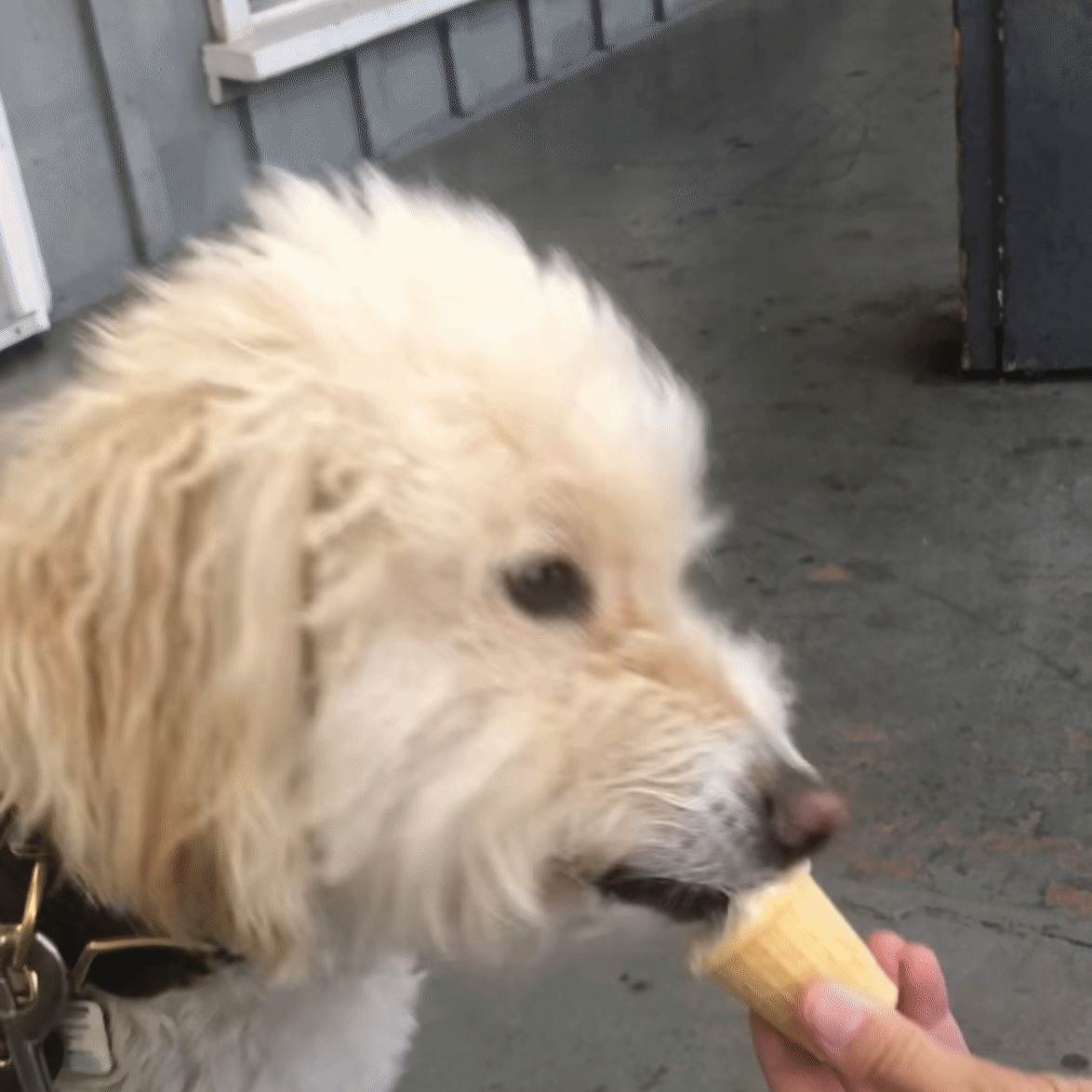 Armani - Ice Cream [GIF].gif