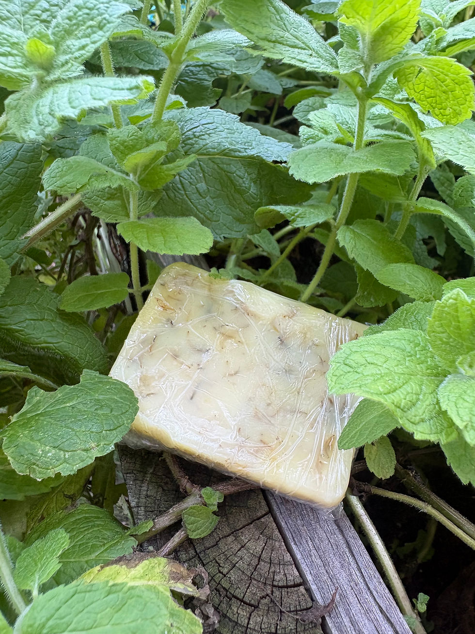 Thumbnail: Wild Dandelion lotion bar