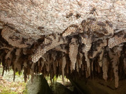 Native Bee colony-Coxs River BlueMtn