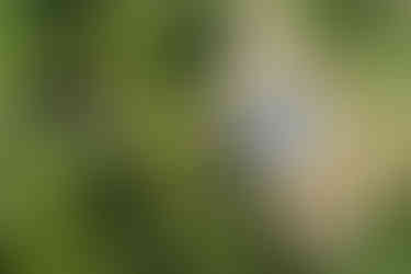 View of Eucalypt Retreat with lush gardens, a luxury retreat in South Coast NSW.