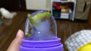 Butterfly Pea Skin Refreshment