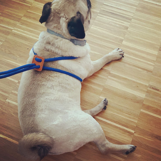 Frank hat Frenchieleine an, Kundenfeedback