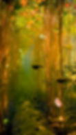 Newts 1.remini-enhanced.jpg