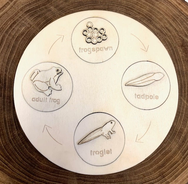 Thumbnail: Wooden frog life cycle learning tray