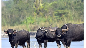 Two articles about the tamaraw in the last IUCN BULLetin release