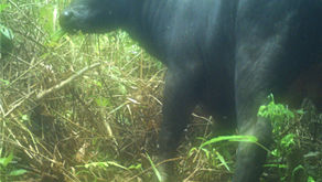 Camera trap occupancy study at Aruyan Malati – time to look at findings (June 2022)