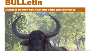 Tamaraws revealed by our camera trapping study highlighted in the new AWCSG BULLetin