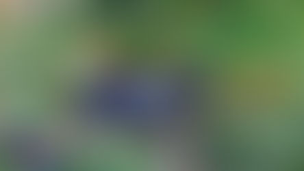 Monitoring tamaraw population with dung transect