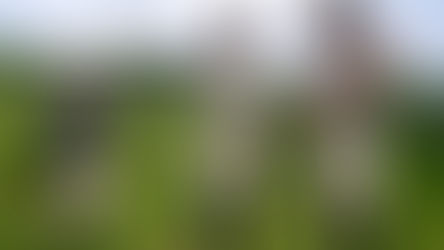 Article by the Daily Guardian