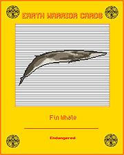 Fin Whale.png