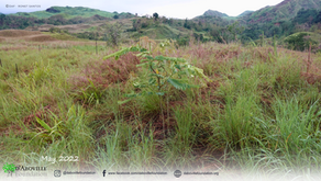 𝙀𝙘𝙤𝙨𝙮𝙨𝙩𝙚𝙢 𝙧𝙚𝙨𝙩𝙤𝙧𝙖𝙩𝙞𝙤𝙣 𝙖𝙩 𝙇𝙖𝙣𝙙𝙞𝙣𝙜, 𝙈𝙄𝘽𝙉𝙋