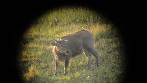 
Annual Tamaraw Population Count 2019 – Testing a new method (April 1 to 8)