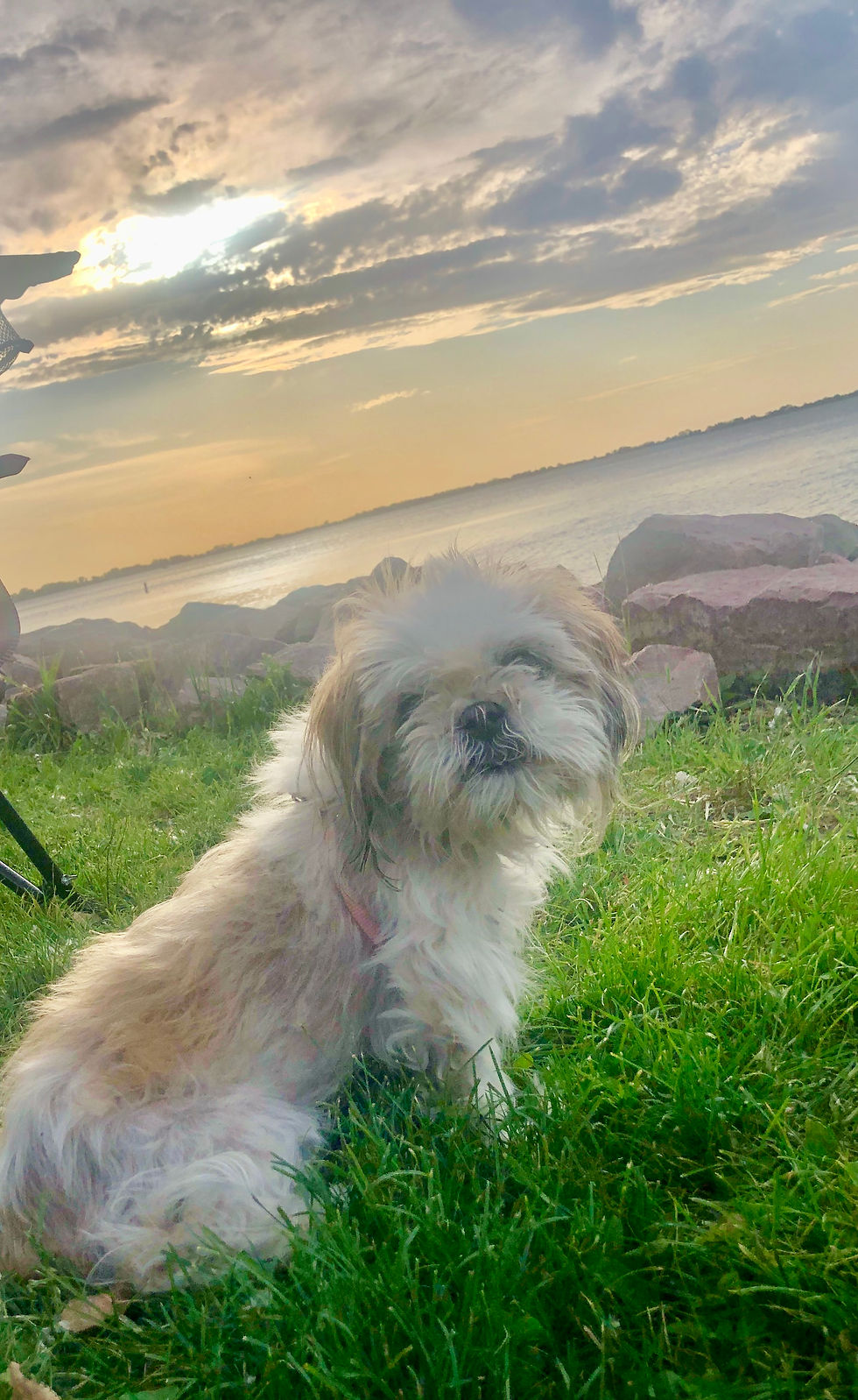 The Deep Human Need to Care—and Be Cared For: What Pets Teach Us About Love and Validation