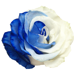 T_White Blue.png