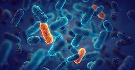 Scientists Strive to Use Actinobacillus pleuropneumoniae Secreted Molecules to Fight PRRS