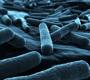 E. coli Study Just What the Doctor Ordered