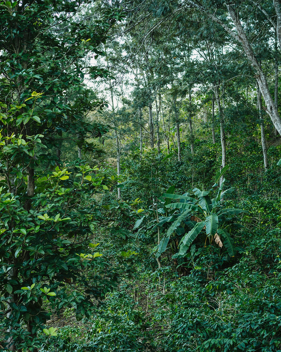 Thumbnail: Guatemala Las Familias