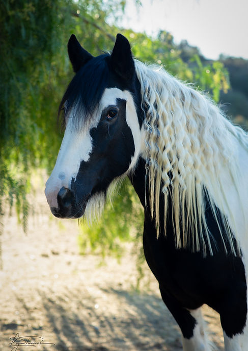 Longhill-HorseHeadshots-086.jpg