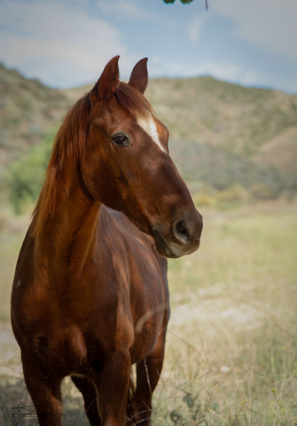 Longhill-HorseHeadshots-054.jpg