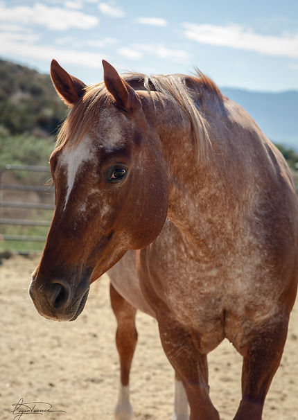 Longhill-HorseHeadshots-014_edited.jpg