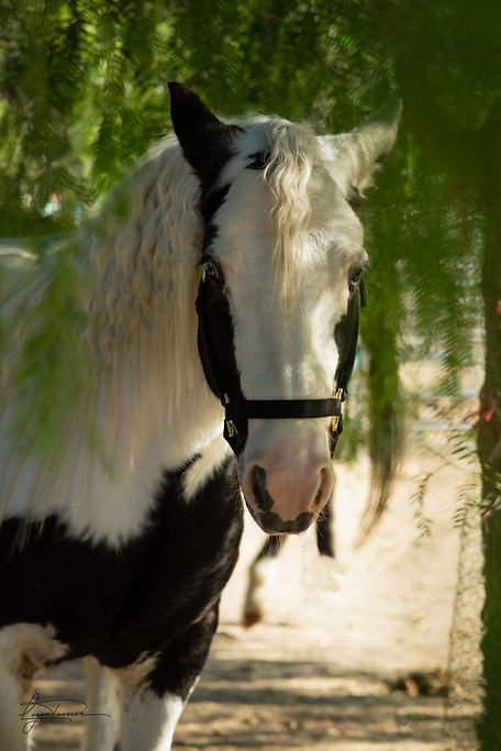 Longhill-HorseHeadshots-069.jpg