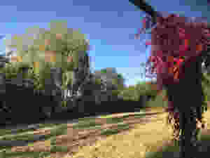dangy