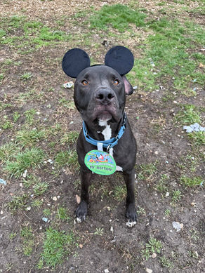 FERDINAND'S GOING TO DISNEYLAND... Kind of!