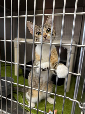 FOUND CAT - 07.08.25 - Lansing, KS.