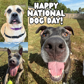 Happy National Dog Day!